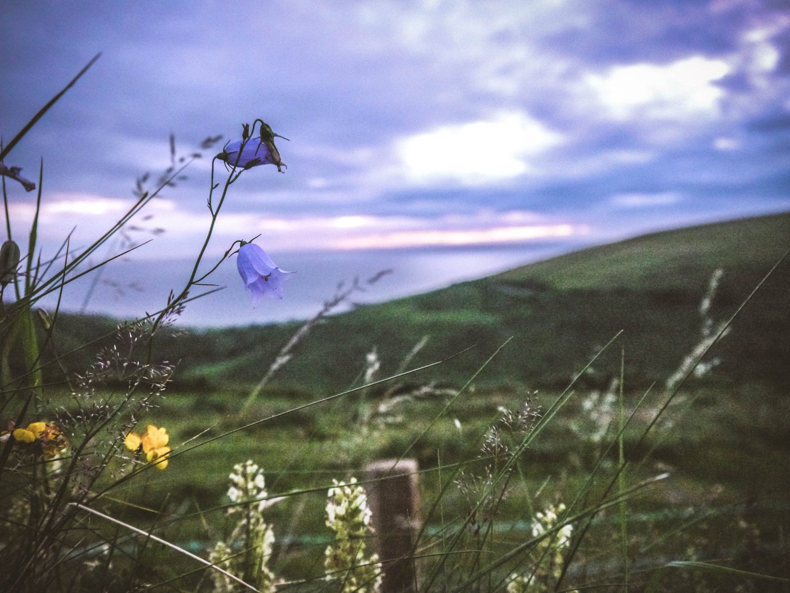 Beautiful wild flowers and weeds with rolling green hills in background