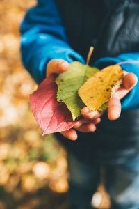 Hands holding out different colored leaves as an offering
